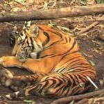 Cái chết đau thương của chú cọp con Indonesia