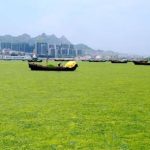 Đám tảo khổng lồ đe dọa Trung Quốc