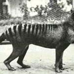 Con Thylacine cuối cùng của thế giới