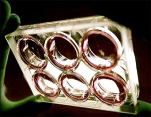 Tạo tế bào gốc từ… tinh hoàn