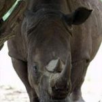 Zambia chỉ còn 1 con tê giác trắng!