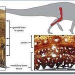 Khủng long giao phối trước tuổi trưởng thành