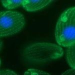 Một tế bào Tetrahymena thermophila có 25.000 gien