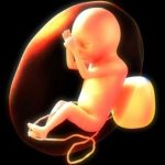 Thai nhi có trí nhớ ngắn hạn ở giai đoạn 30 tuần tuổi