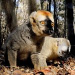 Khám phá hệ sinh thái độc đáo trên đảo Madagascar