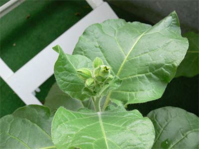 Liệu pháp sốc chống hút thuốc