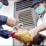 Người Indonesia không biết về hiểm họa cúm gia cầm