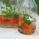 Hoa đua nở trong ống nghiệm
