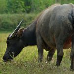 Lần đầu tiên tạo ra được giống trâu biến đổi gen