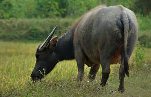 Lần đầu tiên tạo ra được giống trâu biến đổi gen