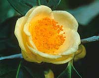 Trà hoa vàng – Camellia chrysantha