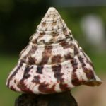 “Kỳ quan sống” trong lòng biển Trường Sa (2)