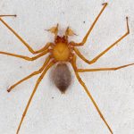 Phát hiện họ nhện có chân lạ ở Mỹ