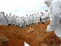 Trung Quốc: Chi hai tỉ nhân dân tệ phòng cúm gia cầm