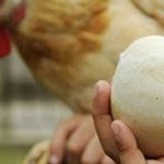 Phát hiện quả trứng nguyên vẹn sau cả nghìn năm