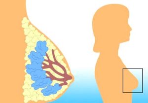 Nghiên cứu ung thư: Mô hình mới, không cần thử trên chuột
