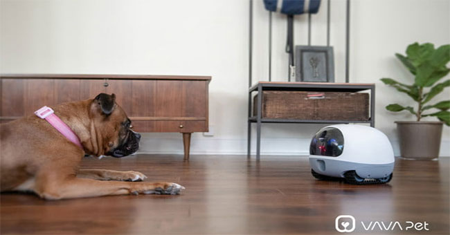 Robot cho phép người dùng “gọi video” với thú cưng từ xa