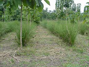 Giữ độ phì cho đất trồng cây lâu năm