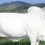 Con bò đắt nhất thế giới có giá 4,3 triệu USD