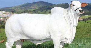 Con bò đắt nhất thế giới có giá 4,3 triệu USD