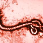 Thuốc chữa ung thư có thể ngăn chặn virus Ebola
