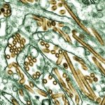 H5N1 có thể lây qua không khí