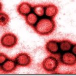 Virus cúm tấn công con người như thế nào?