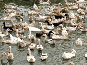 Môi trường chăn nuôi chứa đầy virus H5N1