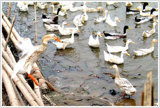 Thanh Hóa: Một trẻ tử vong do H5N1