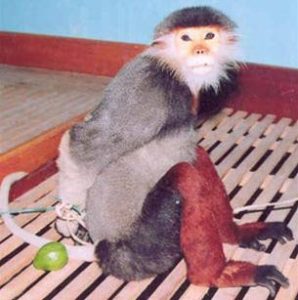 Đà Nẵng: ưu tiên bảo tồn voọc chà vá chân nâu