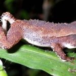 Tanzania phát hiện cóc rừng hiếm nhất thế giới