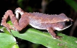 Tanzania phát hiện cóc rừng hiếm nhất thế giới