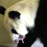 Gấu trúc con chết vì bị mẹ đè