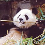 Gấu trúc rất khó tính trong ăn uống