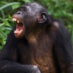 Lý giải hiệu ứng ngáp dây chuyền ở động vật