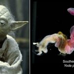 Sâu Yoda