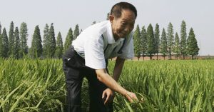 Nhà khoa học 87 tuổi giải mã bí mật trồng lúa bằng… nước nhiễm mặn