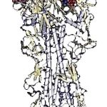 Phát hiện protein chủ chốt ở virus H5N1