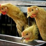 Trung Quốc xác định virút cúm gia cầm đã có biến dị