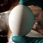 Thử nghiệm vắc-xin H5N1 tại Australia