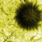 Cấp bách phòng chống cúm A – H5N1
