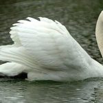 Thiên nga tấn công người trên sông