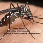 Sốt xuất huyết Dengue