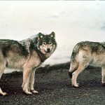 Loài sói vùng Alaska bắt đầu tuyệt chủng từ 12,000 năm trước