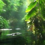 Nhiều loài động thực vật có nguy cơ bị tuyệt chủng