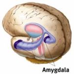Giới tính của não