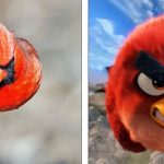 Đã tìm thấy nguyên mẫu đời thực chuẩn không cần chỉnh của chú chim Red trong Angry Birds