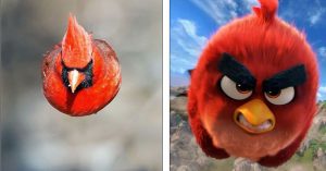 Đã tìm thấy nguyên mẫu đời thực chuẩn không cần chỉnh của chú chim Red trong Angry Birds