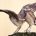 Những bức ảnh thắng giải Comedy Wildlife Photography của năm 2015