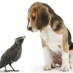 Những bức hình ngộ nghĩnh về phút vui đùa của động vật